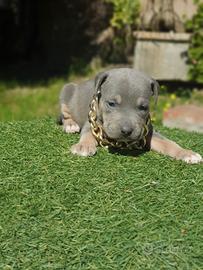 Pitbull tricolor