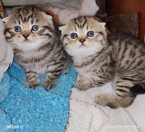 Scottish fold