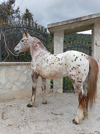Cavallo