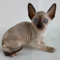 Cornish Rex