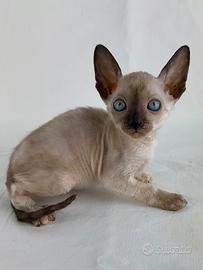 Cornish Rex