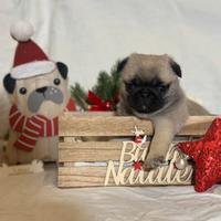 Carlino- cucciolo Allevamento ENCI-FCI