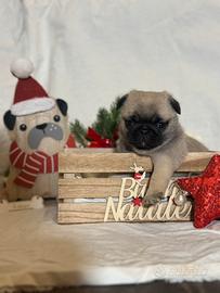 Carlino- cucciolo Allevamento ENCI-FCI