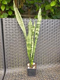 Sansevieria Laurentii 