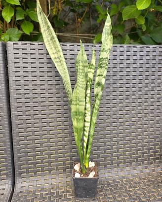 Sansevieria Laurentii 