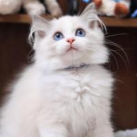 Cucciolo ragdoll con pedigree