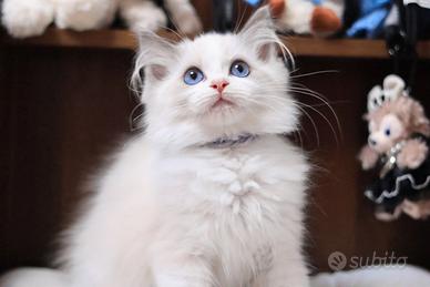 Cucciolo ragdoll con pedigree
