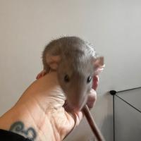 Cuccioli ratto