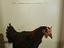 Immagine 5