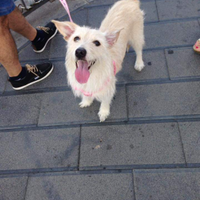 Dono cagnolina