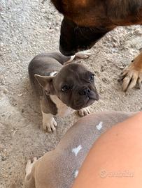 Bulldog francese