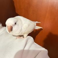 Parrocchetto monaco albino