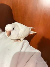 Parrocchetto monaco albino