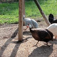 Gruppo faraone colorate