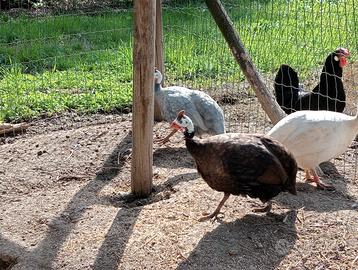 Gruppo faraone colorate