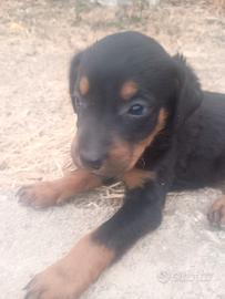 Cuccioli di Rottweiler