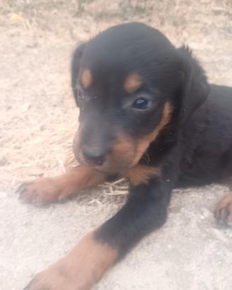 Cuccioli di Rottweiler