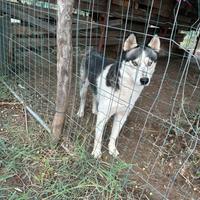 Maschio Husky per monta