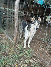 Maschio Husky per monta