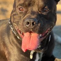 Amstaff 5 anni per monta