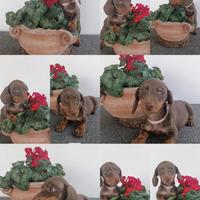 Bassottina cioccolato con Pedigree