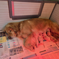 Cuccioli di Golden Retriever Americani 100%