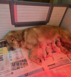 Cuccioli di Golden Retriever Americani 100%