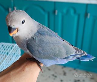 Pullo di inseparabile allevato a mano