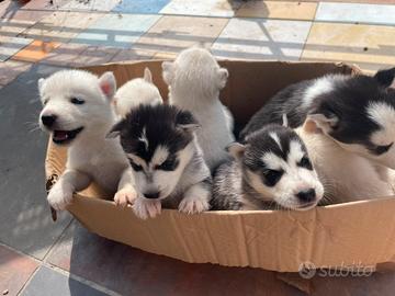 husky 