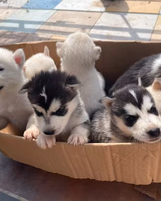 husky 