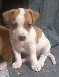 Cuccioli Jack Russel