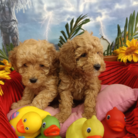 Cuccioli di Colore Albicocca Barboncini