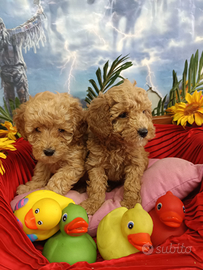 Cuccioli di Colore Albicocca Barboncini