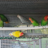 Inseparabili roseicollins