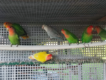 Inseparabili roseicollins