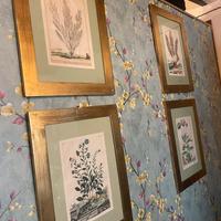 Stampe olandesi  antiche erbario