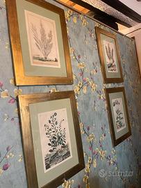 Stampe olandesi  antiche erbario