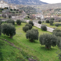Uliveto con piante secolari