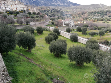 Uliveto con piante secolari