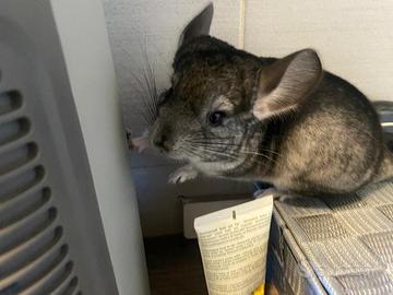 Cuccioli di Cincilla maschi