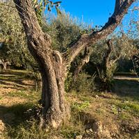 Piante di Olivo