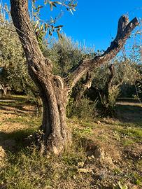 Piante di Olivo