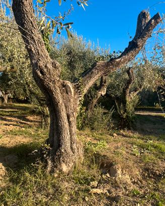 Piante di Olivo
