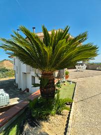 CYCAS/PALMA REVOLUTA GIGANTE