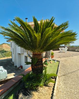 CYCAS/PALMA REVOLUTA GIGANTE