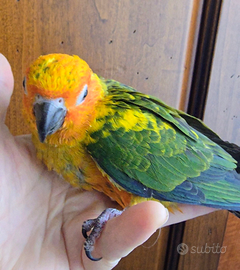 Conuro del sole allevato