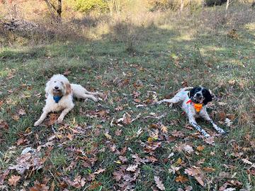 Lagotto cucciolone