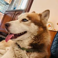 Husky siberian maschio disponibile per monta