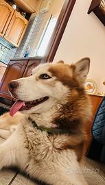 Husky siberian maschio disponibile per monta