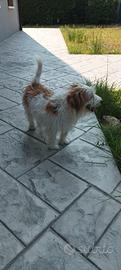 Tre fratelli Jack Russell per fidanzate